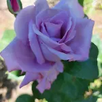 別荘 Rosa Delle Rose *