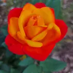 別荘 Rosa Delle Rose *