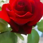 Rosa Delle Rose 別荘 Fleri