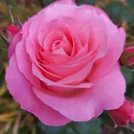 Rosa Delle Rose *