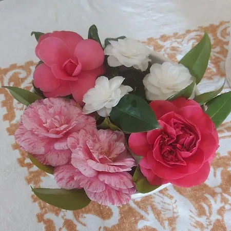Rosa Delle Rose *