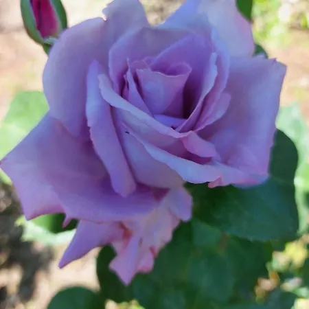 Holiday home Rosa Delle Rose *