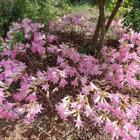別荘 Rosa Delle Rose