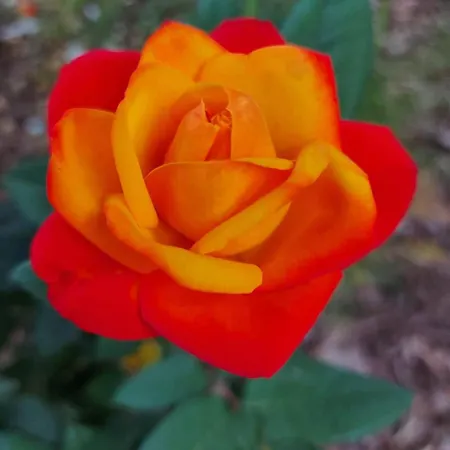 Holiday home Rosa Delle Rose *