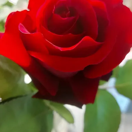 Rosa Delle Rose Tatil Evi Fleri