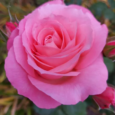 Rosa Delle Rose *